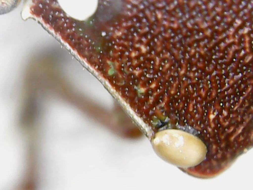 Nezara viridula parassitata da uova di Trichopoda pennipens (Diptera Tachinidae)